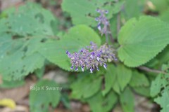 Plectranthus malabaricus